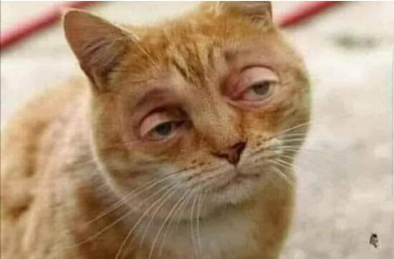 Cat.eth tweet media