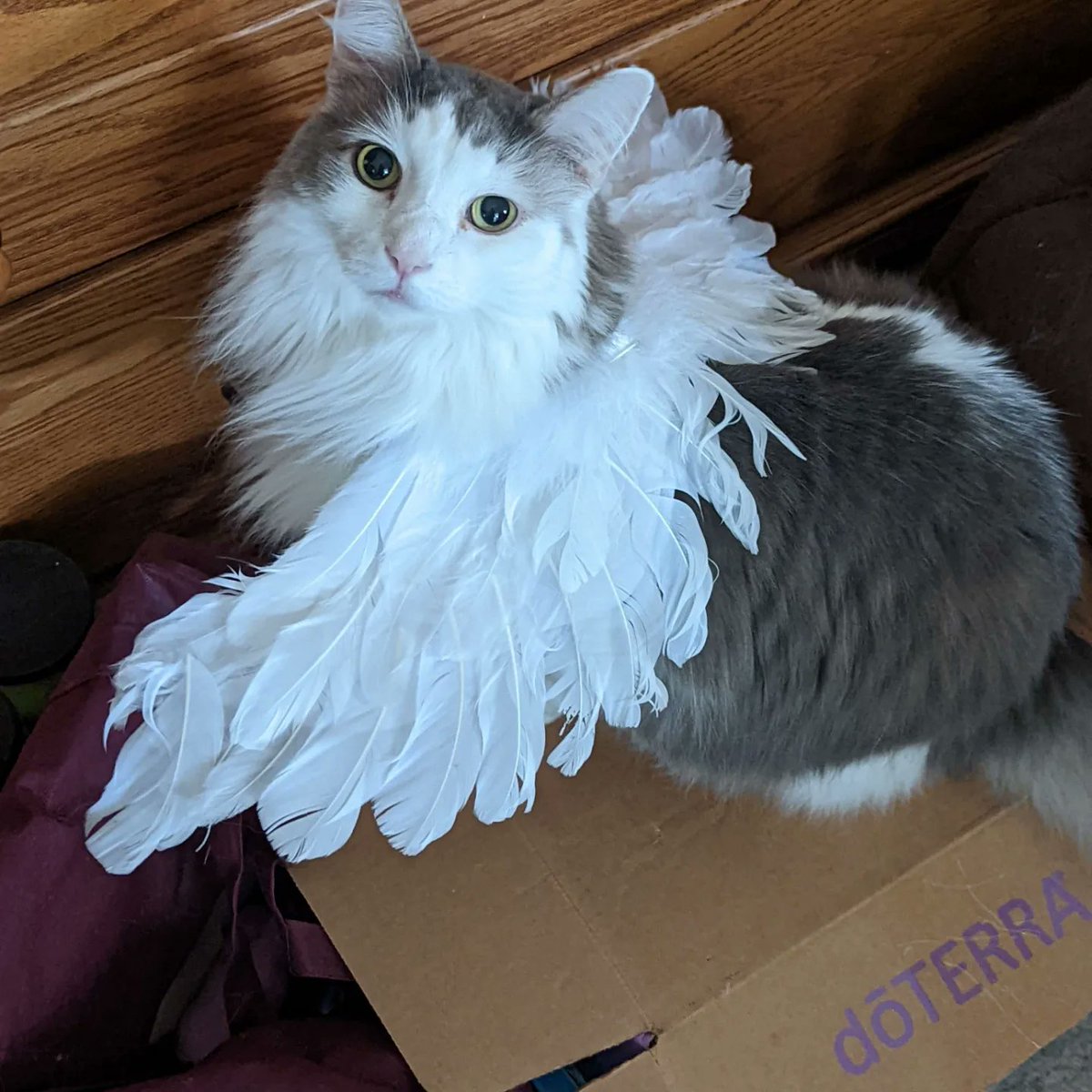 A piece of my heart will follow you to keep you company as you move on. I love you Mouse. You gave us six wonderful years and though my heart is broken, I know Ringo is waiting for you and you're no longer hurting. Goodbye sweet boy. You were very very loved.