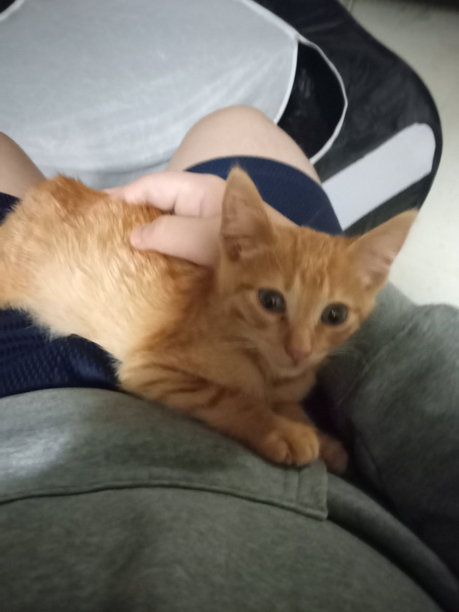 SeanTheProtogen's tweet photo. A new cat, though her name is unknown for now! https://t.co/PAZ8k4vLFI