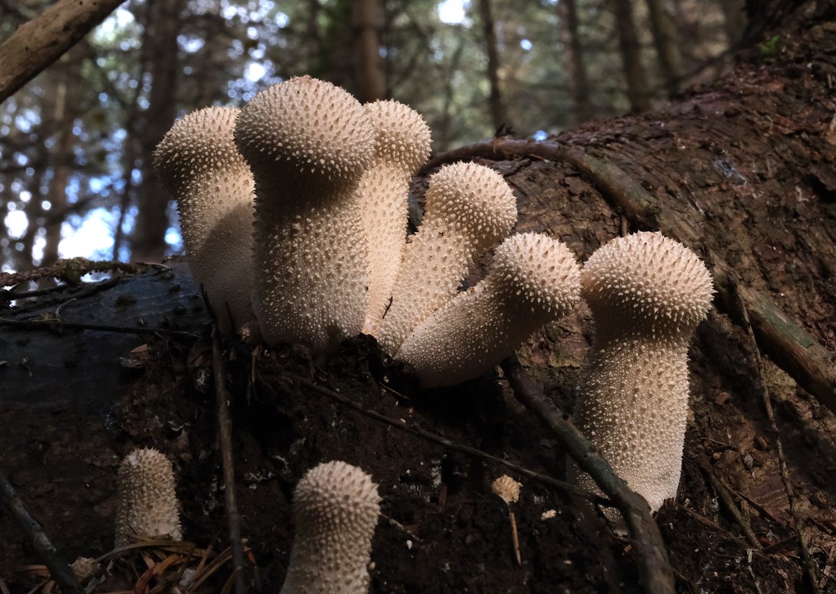 Fine collection of puffballs #fungi