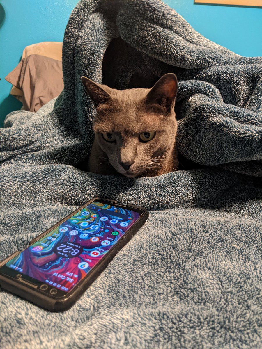 mshookamoto's tweet photo. Mapes needs a nice slow #caturday while I work on my #coretober upgrades. Base plank time +0:10. https://t.co/lv5ez1msX7