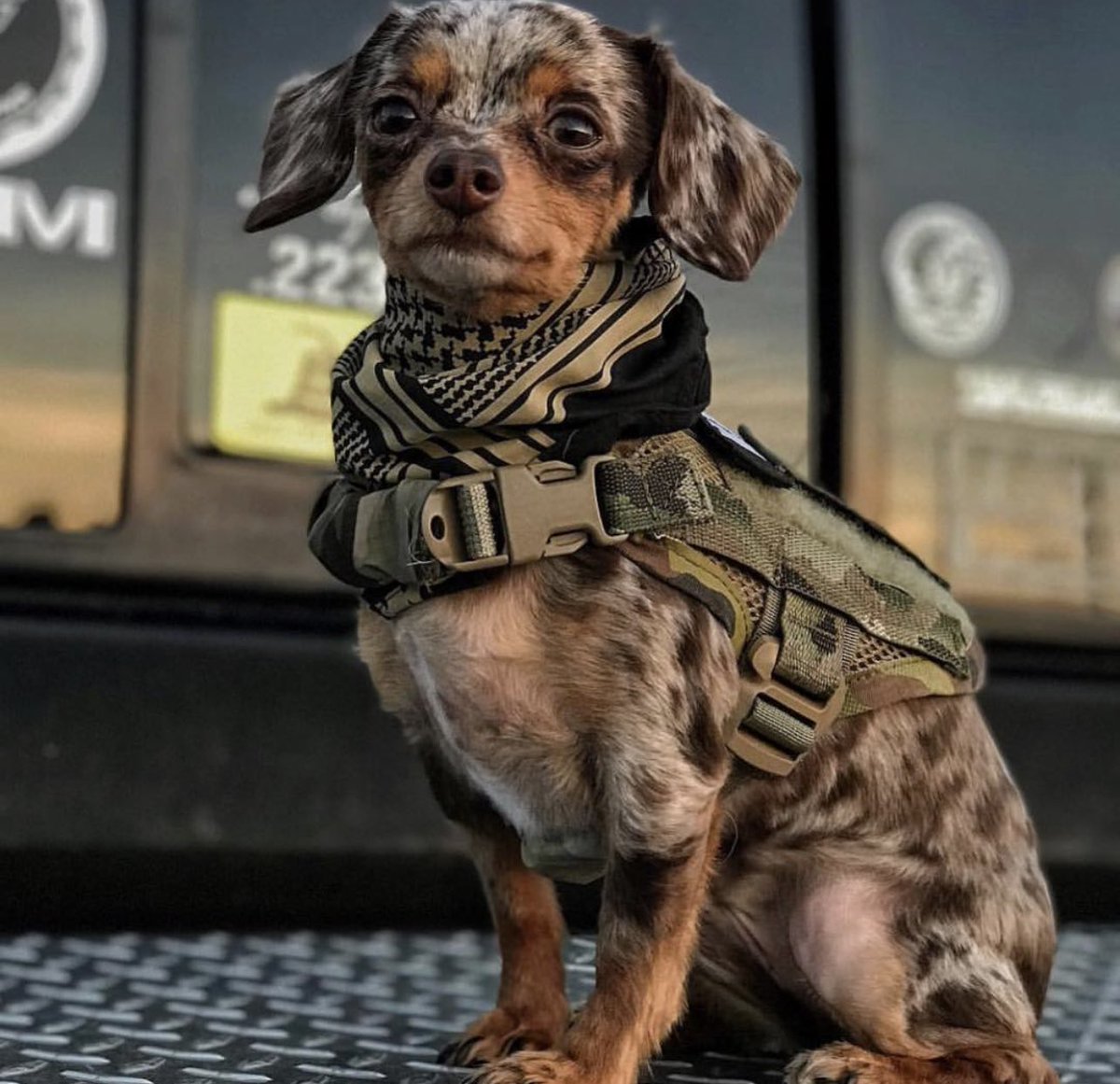 MilitaryCooI's tweet photo. Let’s give this little guy a name 🐶 https://t.co/suqq4AGnXT