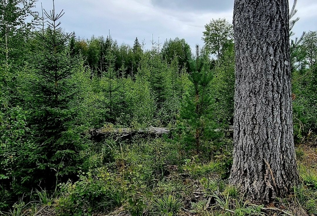 Missä määrin mahdollista, biotaloudessa voisi kasvattaa lajeja niiden luontaisella levinneisyysalueillaan olosuhteissa, mihin lajit ovat evoluutiossaan sopeutuneet. Valtavirta on kuitenkin hävittää luontainen ekosysteemi kokonaan. Suomalainen metsä poikkeus.