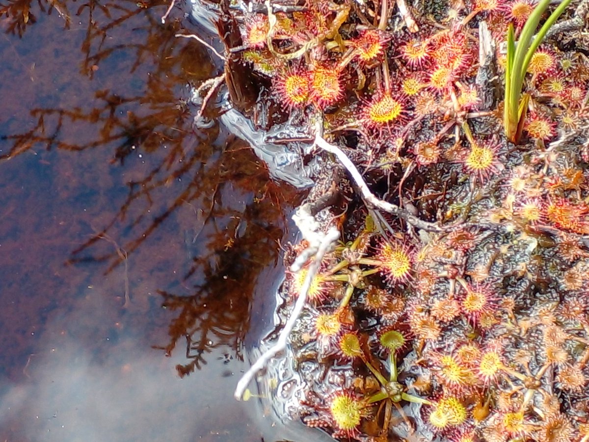 John Geraghty (@geraghtywit) on Twitter photo Wonderful visit to <a href="/abbeyleixbog/">Abbeyleix Bog</a> with Des Finnamore, Hugh Shepherd and <a href="/denomeara/">Denise O'Meara</a>. Diverse range of habitats across a sensitively managed site 👏 <a href="/NatOrgSkill/">National Organic Training Skillnet</a> <a href="/NPWSIreland/">National Parks and Wildlife Service</a> <a href="/Dept_ECC/">Dept. Environment, Climate and Communications</a> <a href="/agriculture_ie/">Dept of Agriculture, Food and the Marine</a> <a href="/SETUAgriculture/">AgricultureSETU (Waterford)</a> <a href="/SETUIreland/">South East Technological University</a> Wonderful visit to <a href="/abbeyleixbog/">Abbeyleix Bog</a> with Des Finnamore, Hugh Shepherd and <a href="/denomeara/">Denise O'Meara</a>. Diverse range of habitats across a sensitively managed site 👏 <a href="/NatOrgSkill/">National Organic Training Skillnet</a> <a href="/NPWSIreland/">National Parks and Wildlife Service</a> <a href="/Dept_ECC/">Dept. Environment, Climate and Communications</a> <a href="/agriculture_ie/">Dept of Agriculture, Food and the Marine</a> <a href="/SETUAgriculture/">AgricultureSETU (Waterford)</a> <a href="/SETUIreland/">South East Technological University</a>
