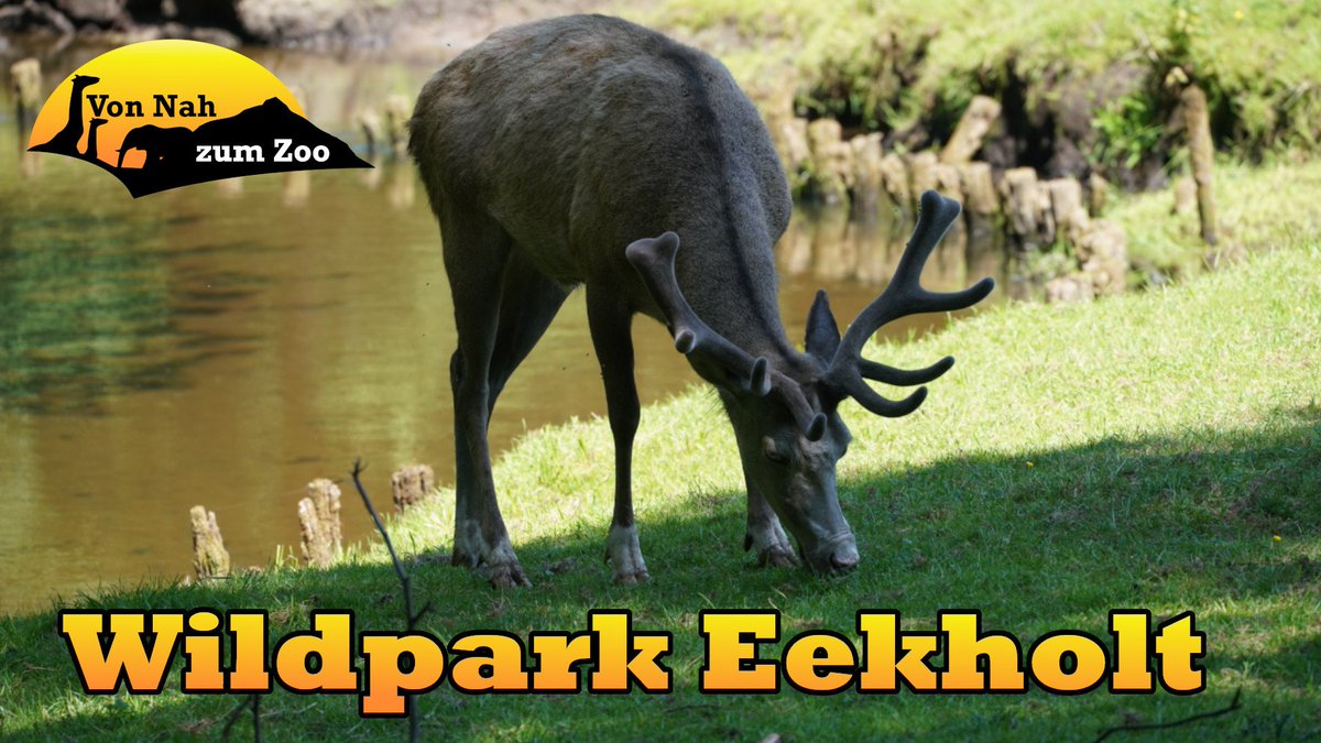 vonnahbisfern's tweet photo. Unser neuer Rundgang zum Wildpark Eeckholt ist online 😊

https://t.co/KGhzQDSxdt

#wildparkeekholt #eekholt #wildpark #damwild #schleswigholstein #tierpark #zoo #video #youtube #sonyalpha7riii #sonyalpha #zooreview #zoovideo #zoofotografie #tierfotografie #animalphotography https://t.co/9XLaYeFxWG