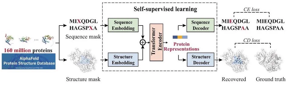 Figure 1.
"A multimodal network encodes deep protein representations and captures multi-scale structure properties. a, It utilizes an encoder-decoder framework to learn both sequence context and structural constraints from ~160 million proteins. During training, each protein is transformed into a corrupted amino acid sequence and a corrupted protein point cloud by replacing a fraction of elements with the mask token or zeroized point, respectively. By completing the missing elements of the corrupted sequence and protein point cloud, it is trained to generate the latent representations of a protein. The Cross-Entropy (CE) loss and the Chamfer Distance (CD) loss are used to measure the difference between the completed protein sequence and structure to their corresponding ground truth, respectively."