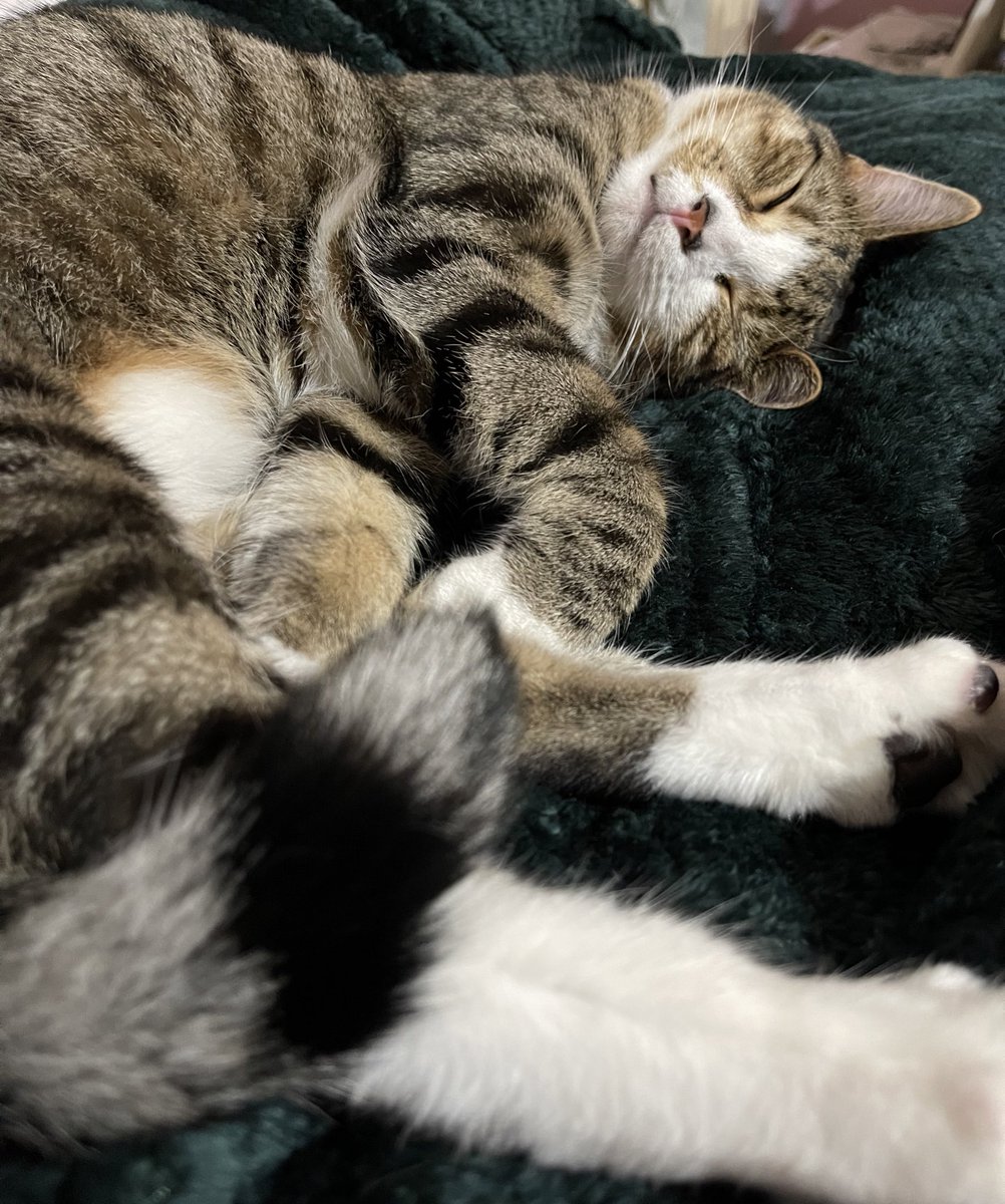 imeow4money's tweet photo. i need to sleep before i freak out #cat #ilovemycat #gnakms https://t.co/jRJQ3E8spv