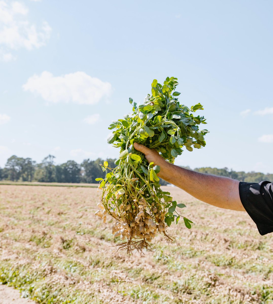 #Harvestseason #PeanutFacts! 👩‍🌾

Peanuts contain 25-50% moisture when first dug, and must be dried to 10% or less to be stored. They are left in windrows to partially dry for 4+ days in the field, before being combined. 🥜 🌱 

#VirginiaCarolinasPeanutsPromotions