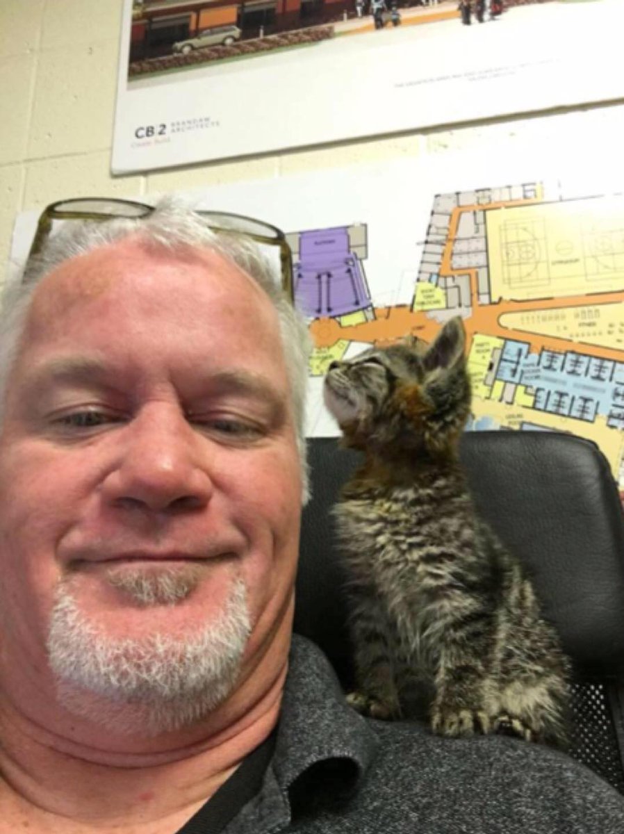 "So I’m driving down the road this morning and the cars in front of me are driving over a black thing in the road. It’s going between their tires so I’m guessing it’s a box. It’s a kitten just sitting upright shaking like a leaf. And some asshole had spread glue on its paws and