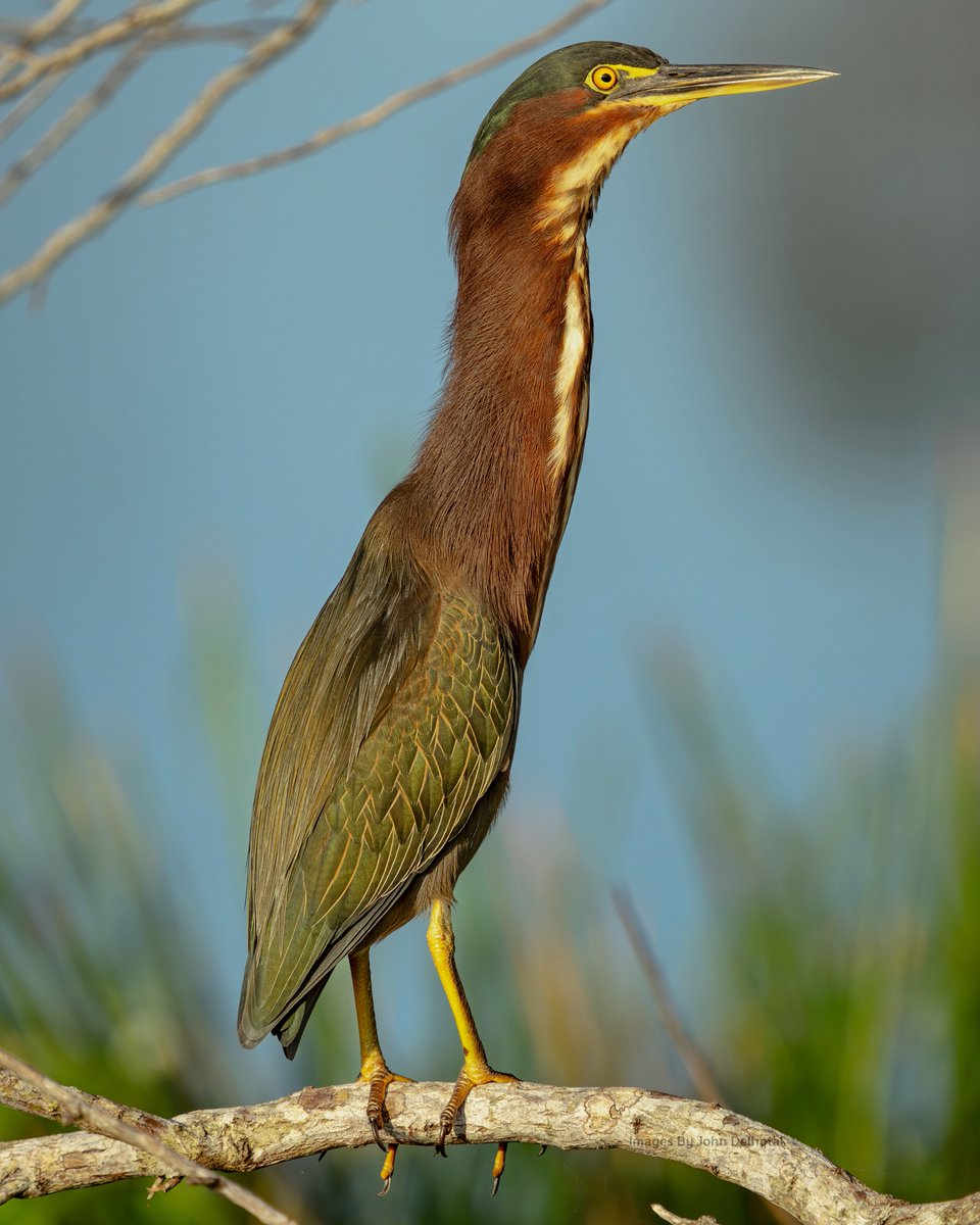 ⭐️ Green Heron
🗓 October 2023📍Christmas, FL
📷 <a href="/sonyalpha/">Sony | Alpha</a> α1 🔘 Sony FE 200-600mm

#TwitterNatureCommunity #BirdTwitter #herons #heron #wildlifephotography #NaturePhotography #wildlife #nature #birdphotography #greenheron