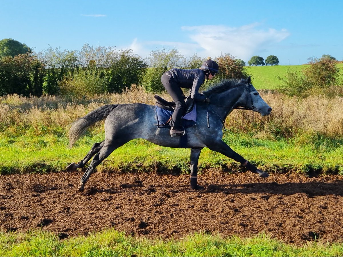 DerbysRacing's tweet photo. Fabulous @DerbysRacing yard visit today at John Mackie Racing, the horse's all looked in great nick on lovely sunny Autumn morning. Here are a few pics taken on the gallops π. **Shares Available** to suit all pockets, DM for info #fistralbeach #bombsquad #vivency #availableangel https://t.co/hj1gcq9Dhn