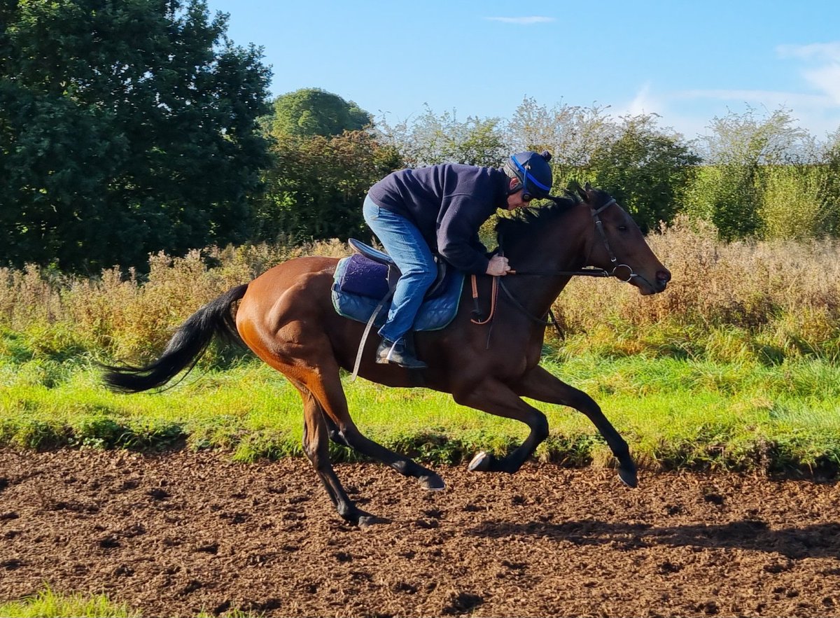 DerbysRacing's tweet photo. Fabulous @DerbysRacing yard visit today at John Mackie Racing, the horse's all looked in great nick on lovely sunny Autumn morning. Here are a few pics taken on the gallops π. **Shares Available** to suit all pockets, DM for info #fistralbeach #bombsquad #vivency #availableangel https://t.co/hj1gcq9Dhn