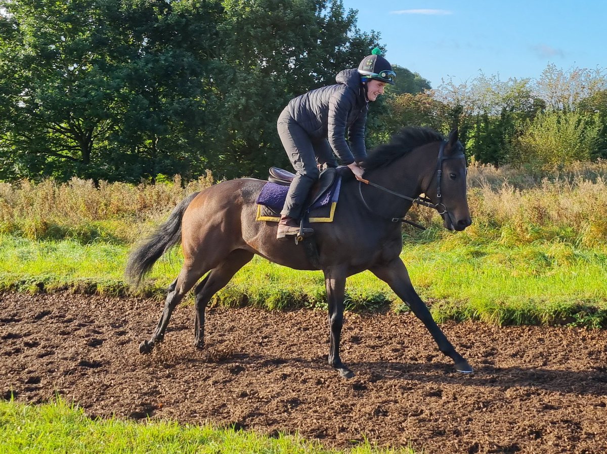 DerbysRacing's tweet photo. Fabulous @DerbysRacing yard visit today at John Mackie Racing, the horse's all looked in great nick on lovely sunny Autumn morning. Here are a few pics taken on the gallops π. **Shares Available** to suit all pockets, DM for info #fistralbeach #bombsquad #vivency #availableangel https://t.co/hj1gcq9Dhn