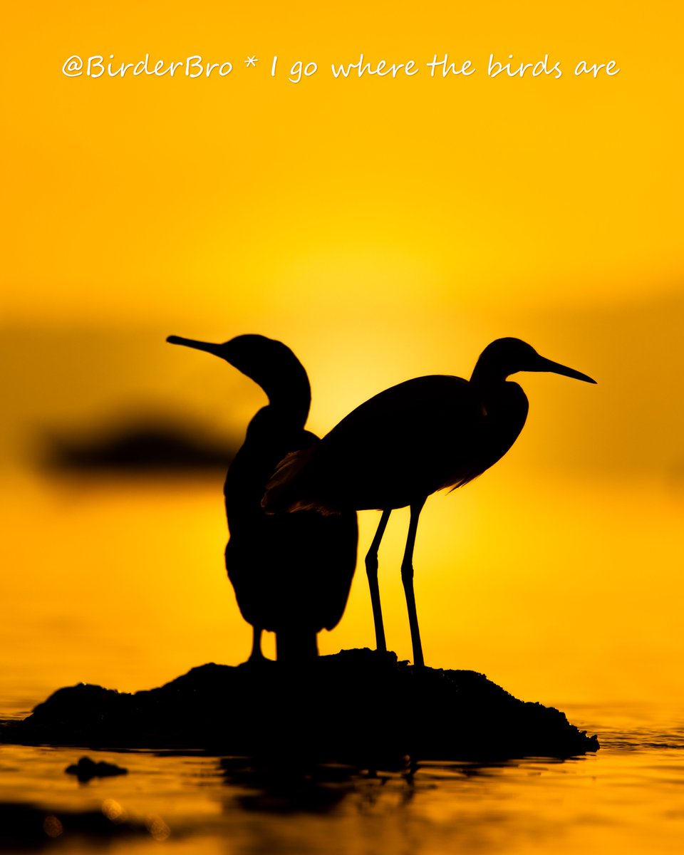 Hi #BirdTwitter & Happy #TwosDay🙌
Can we c ur📸of2⃣ #birds pls🙏? 
Just Quote-Repost🔄this⬇️w/ ur own🖼️(NOT in comments). I'll RT🔄all. 

#birding #birdwatching #BirdsOfTwitter #birdphotography #NaturePhotography #sunrise #sunrisephotography #TwitterNatureCommunity #artshare