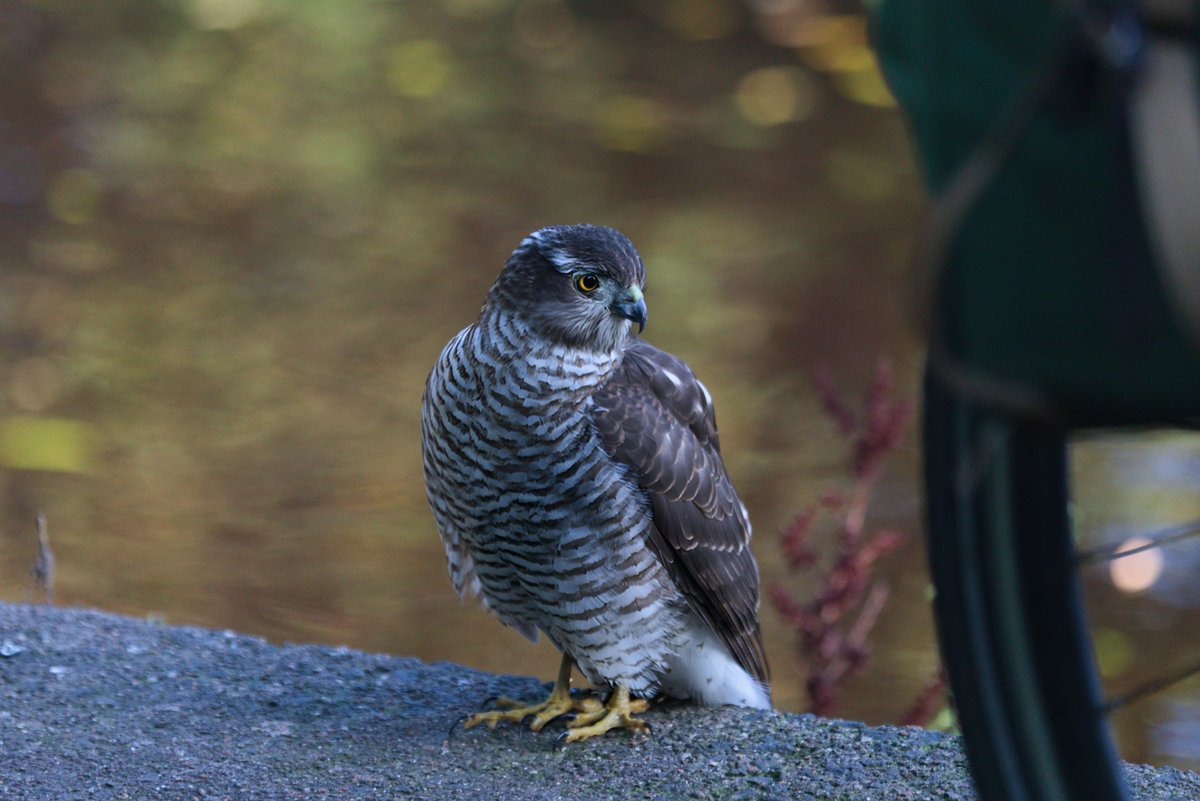 Cheep Birds @dansk.bsky.social tweet media