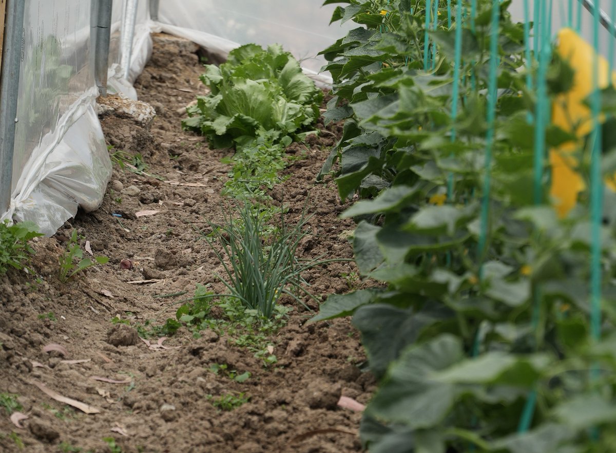 AzuayPrefectura's tweet photo. En la parroquia #OctavioCorderoPalacios impulsamos los proyectos productivos. 🥬🥒

✅Entregamos 8 invernaderos en beneficio de las comunidades El Calvario, Patrón Santiago, San Jacinto, Corazón de Jesús, San Vicente, Adobepamba, Centro Parroquial y San Luis.🧑‍🌾👩‍🌾 https://t.co/LlnurCPZnQ