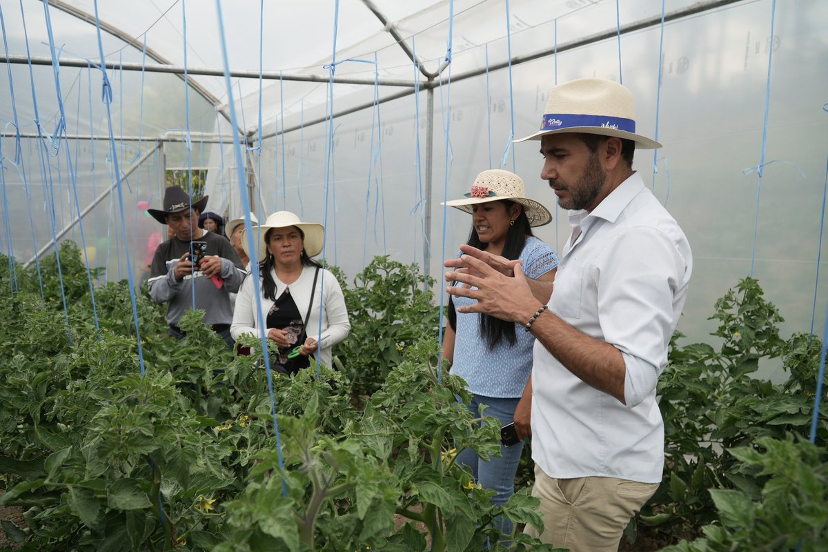 AzuayPrefectura's tweet photo. En la parroquia #OctavioCorderoPalacios impulsamos los proyectos productivos. 🥬🥒

✅Entregamos 8 invernaderos en beneficio de las comunidades El Calvario, Patrón Santiago, San Jacinto, Corazón de Jesús, San Vicente, Adobepamba, Centro Parroquial y San Luis.🧑‍🌾👩‍🌾 https://t.co/LlnurCPZnQ