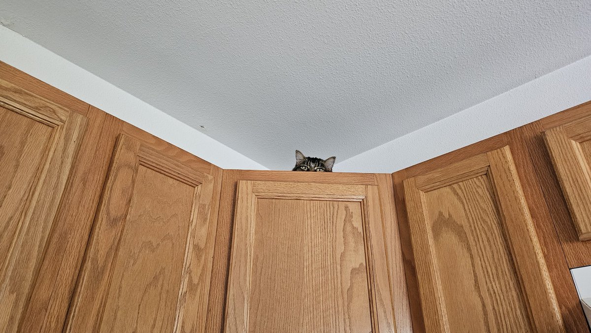 RONSOBONZO's tweet photo. RONSO. IS ALWAYS WATCHING. https://t.co/4Pq7eIegPx