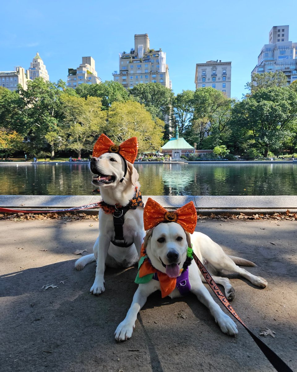 Mbh271's tweet photo. @levarburton Happy Saturday from Zsa Zsa and Olga! https://t.co/b9zfxwiO4T