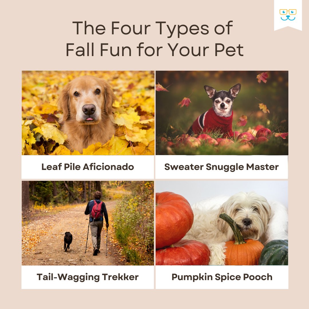 Which one describes your pet's favorite way to have fun in the fall? #petmemes #fallfun
