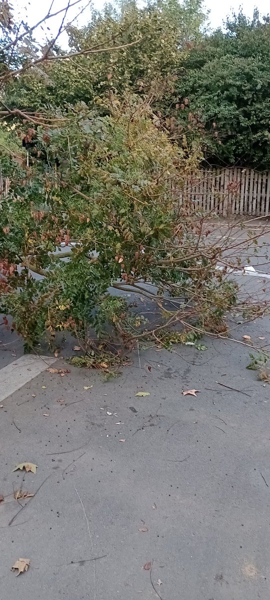 GarrettCarole's tweet photo. @lb_southwark there are fallen branches of a tree covering the pavement in Munton Road SE17 making it difficult for pedestrians to pass... https://t.co/oAX237yuPp