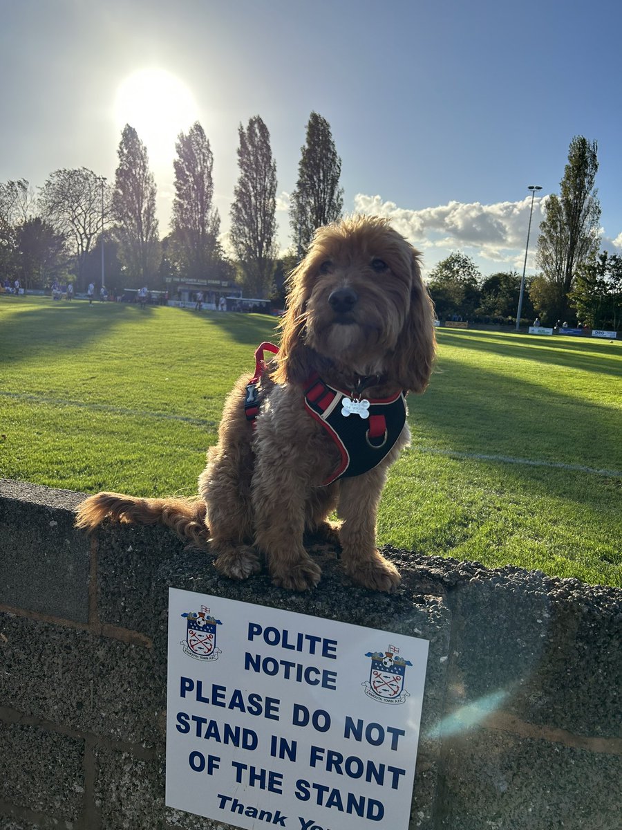 adeyplatt's tweet photo. Here’s Bertie supporting @MalvernTown1946 against @ExmouthTown_FC 
Representing @nonleaguedogs 
Great 3 points on the road #thehillsiders 
COTT https://t.co/hZPJaVeGzG