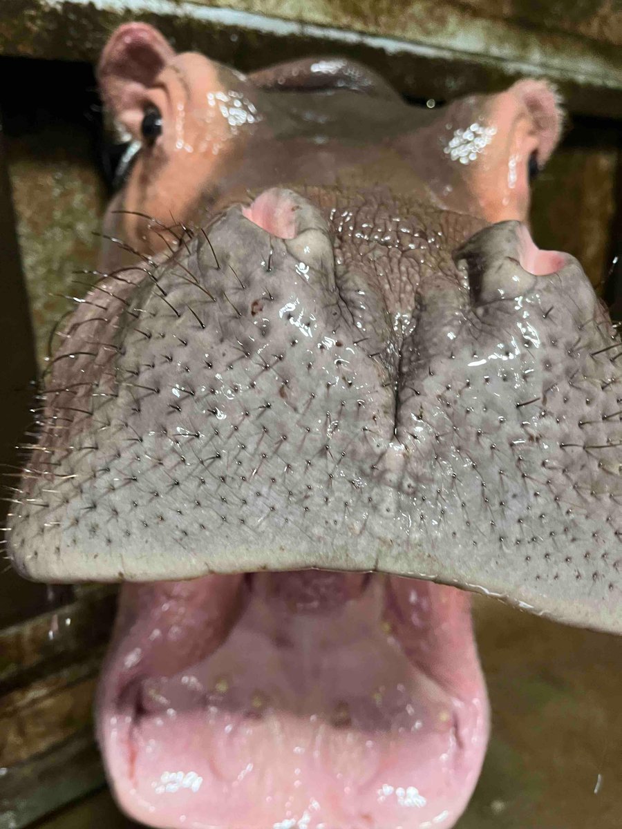 CincinnatiZoo's tweet photo. Fritz popping his head in the window to check in on his keepers while they clean the indoor habitat! Looks like he approves! 👏 https://t.co/SSz474mmj9