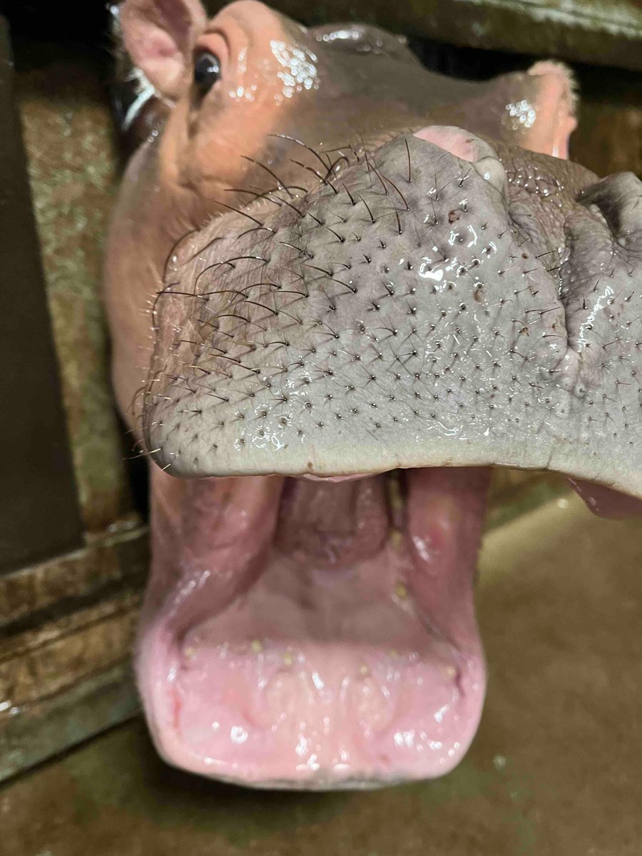 CincinnatiZoo's tweet photo. Fritz popping his head in the window to check in on his keepers while they clean the indoor habitat! Looks like he approves! 👏 https://t.co/SSz474mmj9