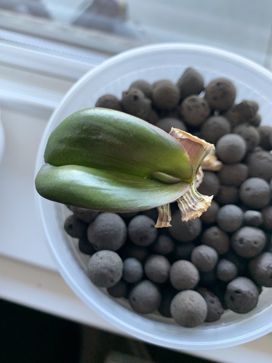 SamChande's tweet image. My second #orchid rescue for a coworker this year. This one was potted in dirt (?!) and appeared dead above ground but had some roots. Repotted semi hydro and it’s recovering well.