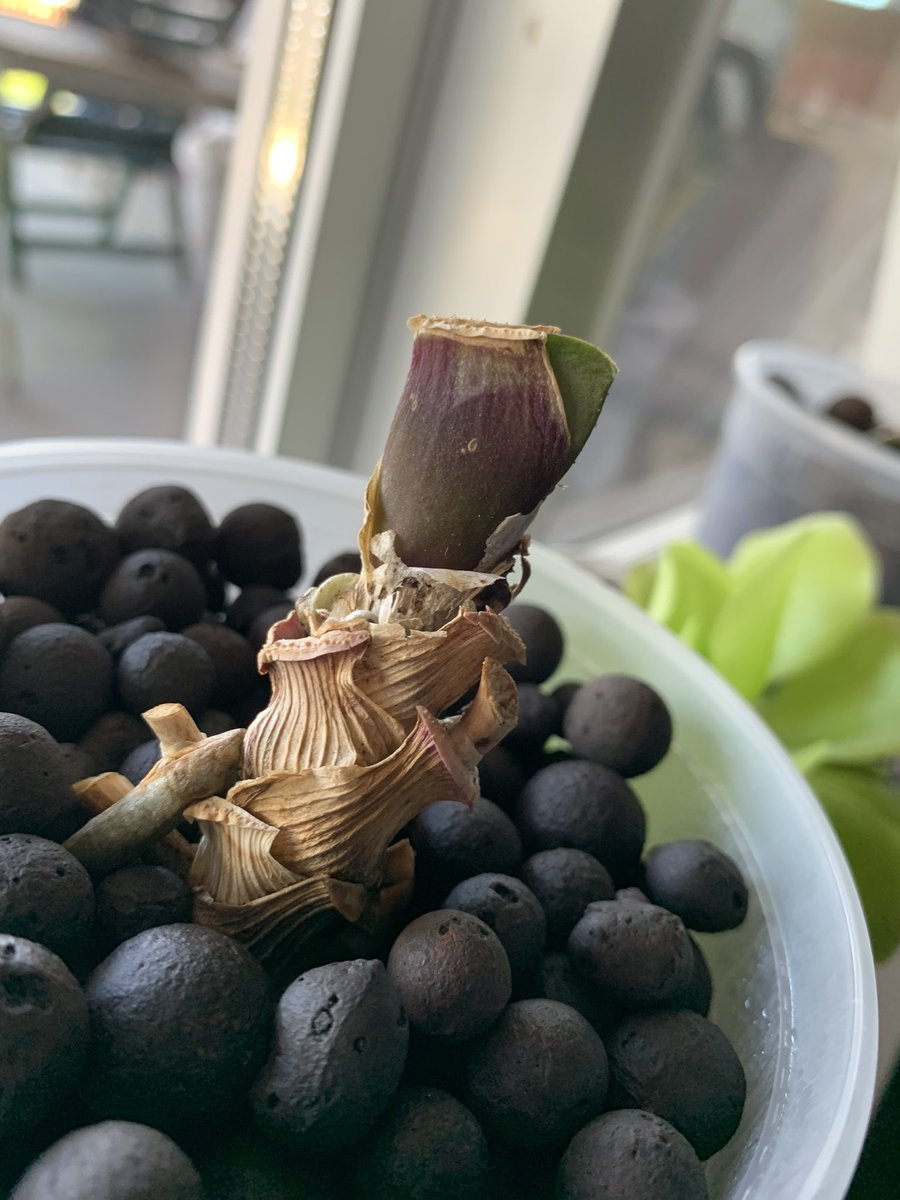 SamChande's tweet image. My second #orchid rescue for a coworker this year. This one was potted in dirt (?!) and appeared dead above ground but had some roots. Repotted semi hydro and it’s recovering well.