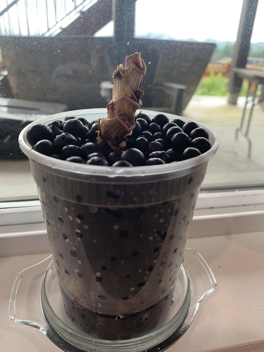 SamChande's tweet image. My second #orchid rescue for a coworker this year. This one was potted in dirt (?!) and appeared dead above ground but had some roots. Repotted semi hydro and it’s recovering well.