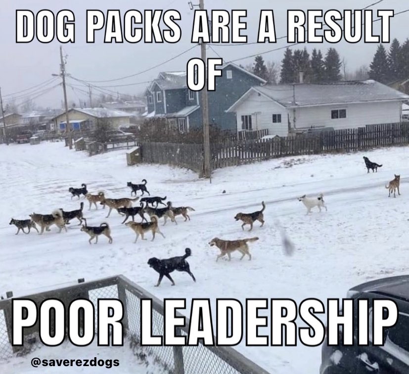 saverezdogs tweet media