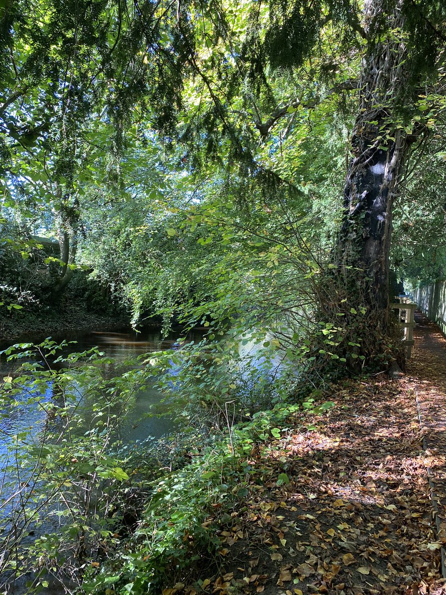 rosaleen_bolger's tweet image. Autumn in full swing 🍂🍁#Autumn #RedPath #MillRoad #Corbally #Limerick