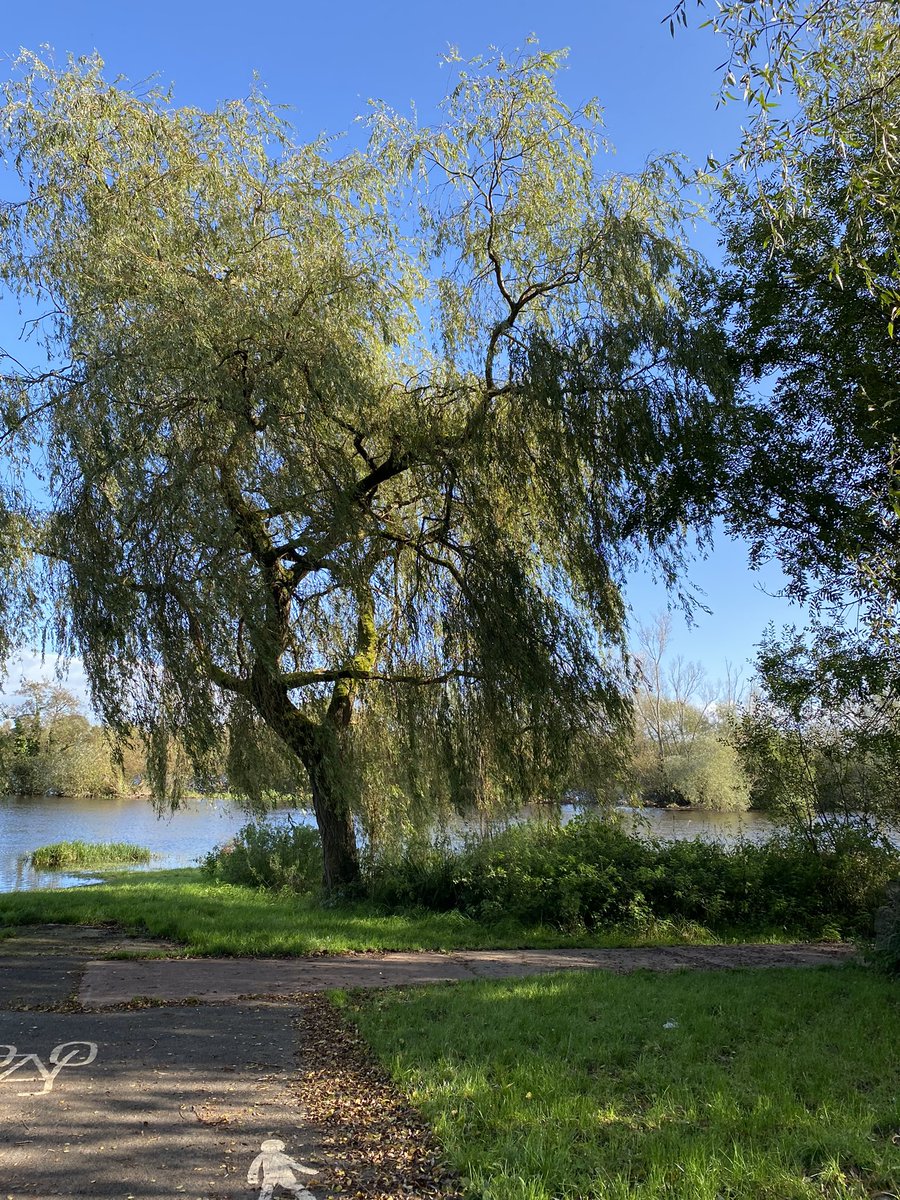 rosaleen_bolger's tweet image. Autumn in full swing 🍂🍁#Autumn #RedPath #MillRoad #Corbally #Limerick