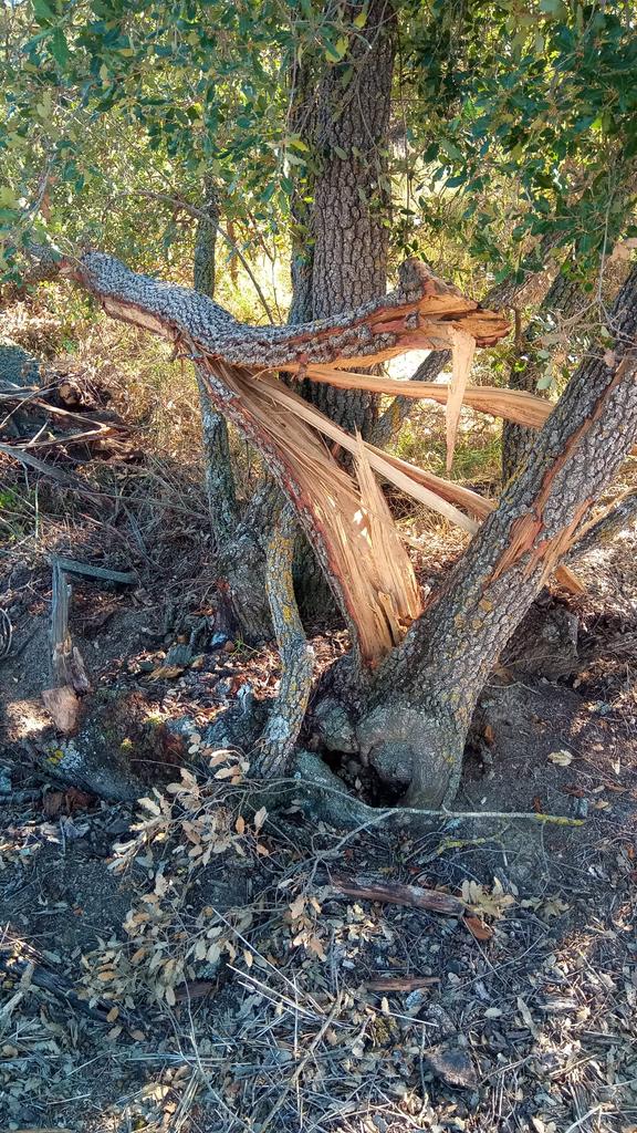 Tonet07667522's tweet photo. Arbres tombats a cop d pala amb el tractor, no us enganyo si us dic que en contariem 50, "feien nosa us diran",al costat mateix del tros, el pobre arbre no és mereix acabar així , fa molta pena voltar per segons ón, espero que algú amb poder sancionador ho vegi, dignitat vegetal https://t.co/DGVlA6np4D