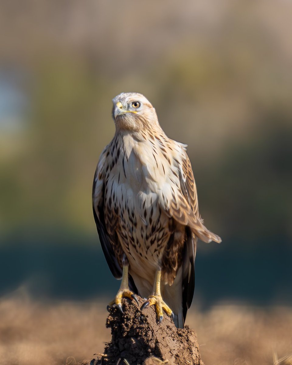 ertugruldivlecn's tweet photo. Kızıl Şahin ( Long-legged Buzzard )
Sony A7R5
Sony FE 200-600mm
#wildlifephotography #naturephotography #wildlife #birds #sonyalphatr #birdphotography #sonyalpha #birdwatching #kızılşahin #longleggedbuzzard https://t.co/1gLDSpsoCW