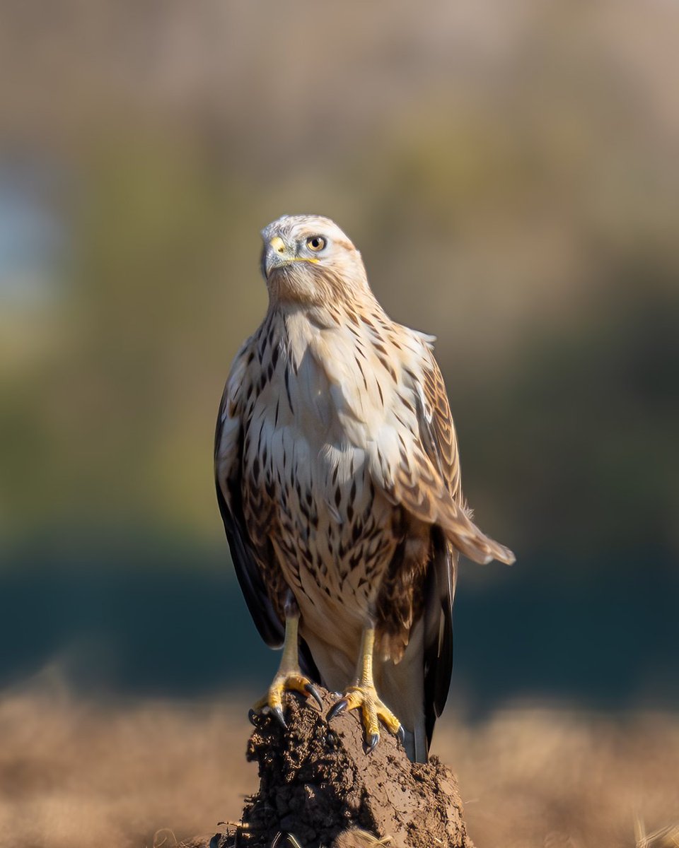 Kızıl Şahin  ( Long-legged Buzzard )
Sony A7R5
Sony FE 200-600mm
#wildlifephotography #naturephotography #wildlife #birds #sonyalphatr #birdphotography #sonyalpha #birdwatching #kızılşahin #longleggedbuzzard