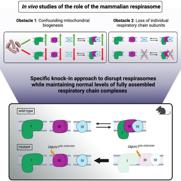 mitopinionated's tweet photo. Read our paper that is out in Cell Metabolism. We have profoundly depleted respirasomes in all tissues of the mouse. Surprisingly, bioenergetics and physiology is unaffected: https://t.co/pxViOAqBO6 https://t.co/p6pV8EQheN