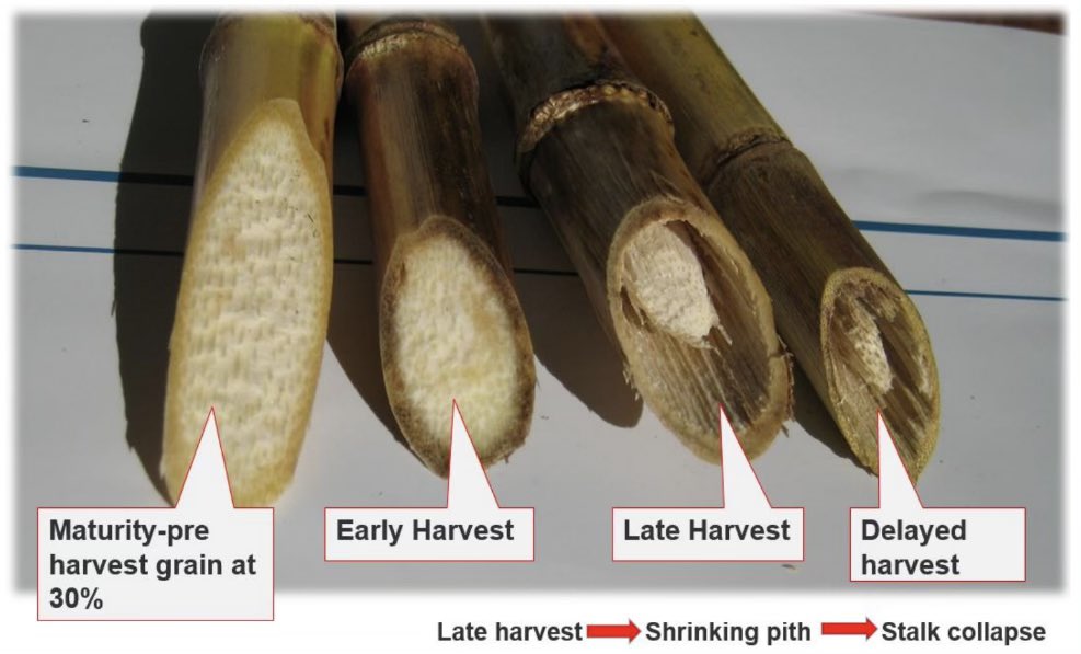 💥Now is the time to do a quick evaluation on your corn stalk quality💥 Evaluations may help reduce crop/yield loss.  

Factors that impact stalk health include:
1️⃣ Drought 
2️⃣ Hybrid Stalk Rating
3️⃣ Stalk Disease Tolerance
4️⃣ Foliar Disease Development

#corn #agronomics