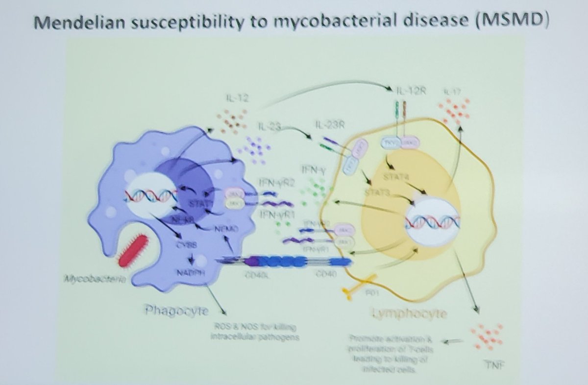 paulksue1's tweet photo. ❤️ Loving it as #SharonChen @LPCH_IDProgram walks us through -nibs &mab mechanisms & how to think thru the link 🔗 between #Mabs & specific pathway infections!! #Adalimumab #Ustekinumab #Spesolimab #Ozanimod #PedsTID #PiTCHID #IDWeek2023 https://t.co/moydC8lLTl