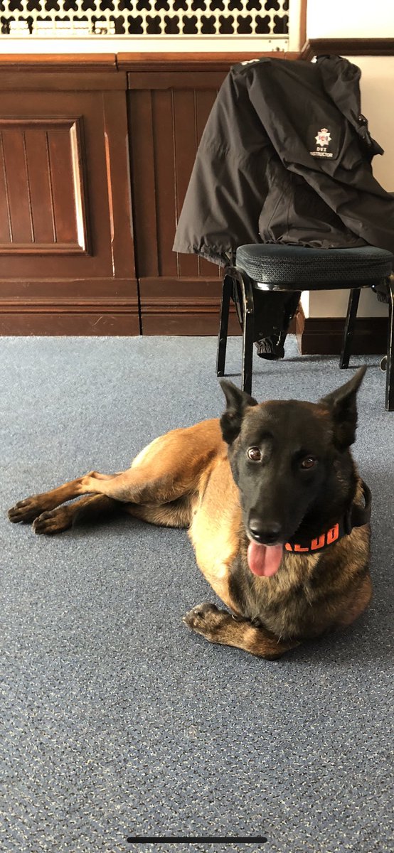 Chappers2013's tweet photo. This afternoon I spoke to the #DisasterVictimIdentification Refresher Course @EssexPoliceUK HQ about #wellbeingdog @PBaloo 💙 &amp; @OscarKiloNine @OscarKiloUK 
Amazing specialists who do an incredibly challenging role in addition to their normal police one. Honoured to support them. https://t.co/tYNDZoSKBo