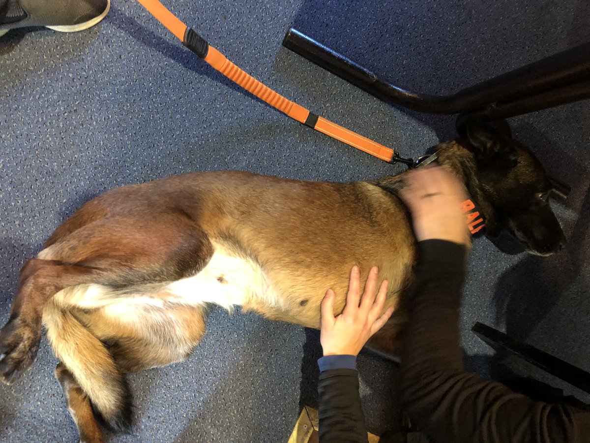 Chappers2013's tweet photo. This afternoon I spoke to the #DisasterVictimIdentification Refresher Course @EssexPoliceUK HQ about #wellbeingdog @PBaloo 💙 &amp; @OscarKiloNine @OscarKiloUK 
Amazing specialists who do an incredibly challenging role in addition to their normal police one. Honoured to support them. https://t.co/tYNDZoSKBo