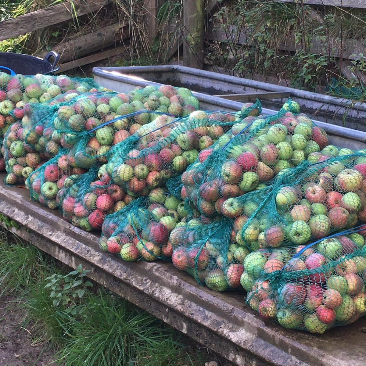 Honey's Cider tweet media