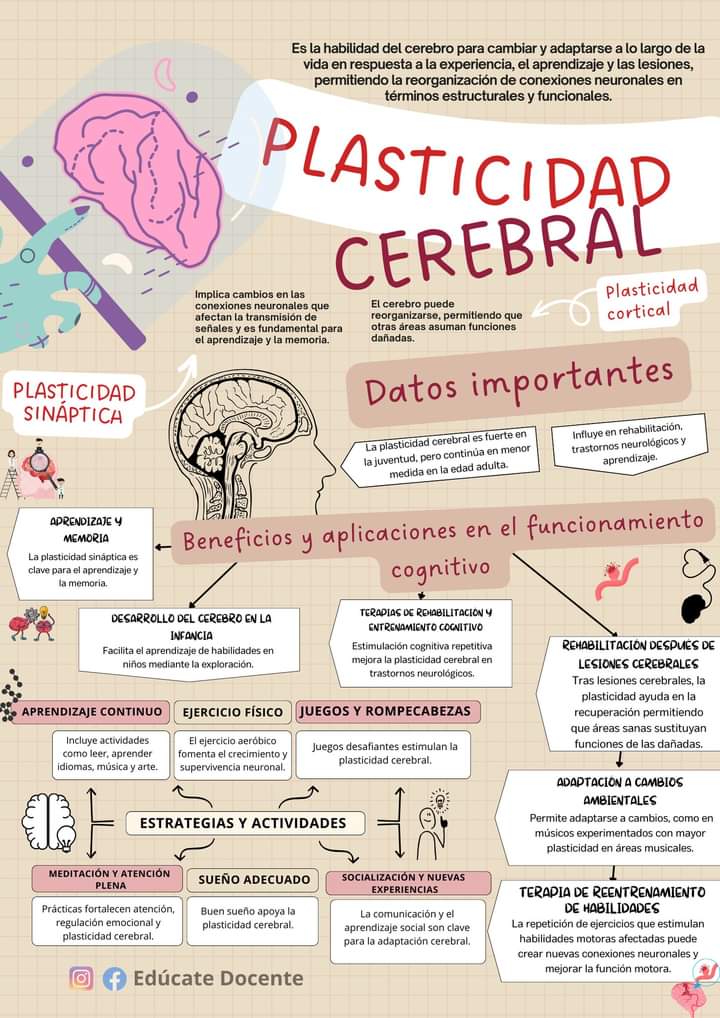 RebolledaGil's tweet photo. Plasticidad cerebral 👇👇👇👇👇 https://t.co/jcWdR3c6Zk