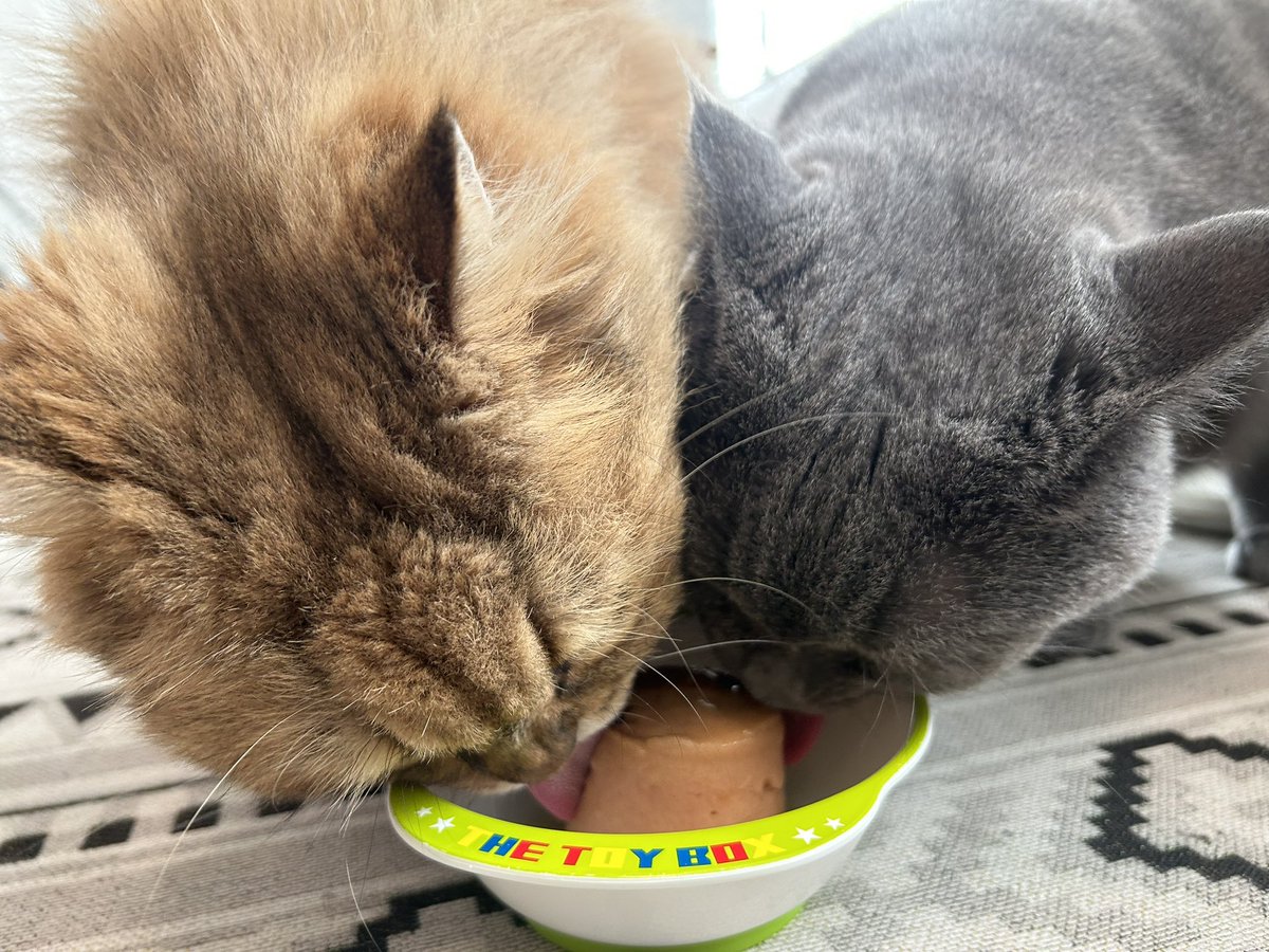 ramupon159484's tweet photo. 仲良しやん！！
#猫のいる暮らし
#猫好きさんと繋がりたい
#ペルシャ
#ブリティッシュショートヘア
#ちゅ〜るタワー
#猫が世界を救う https://t.co/OqcpZUkvVw
