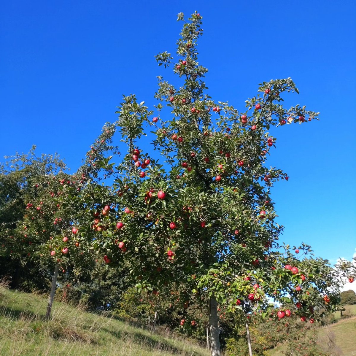 Honey's Cider tweet media