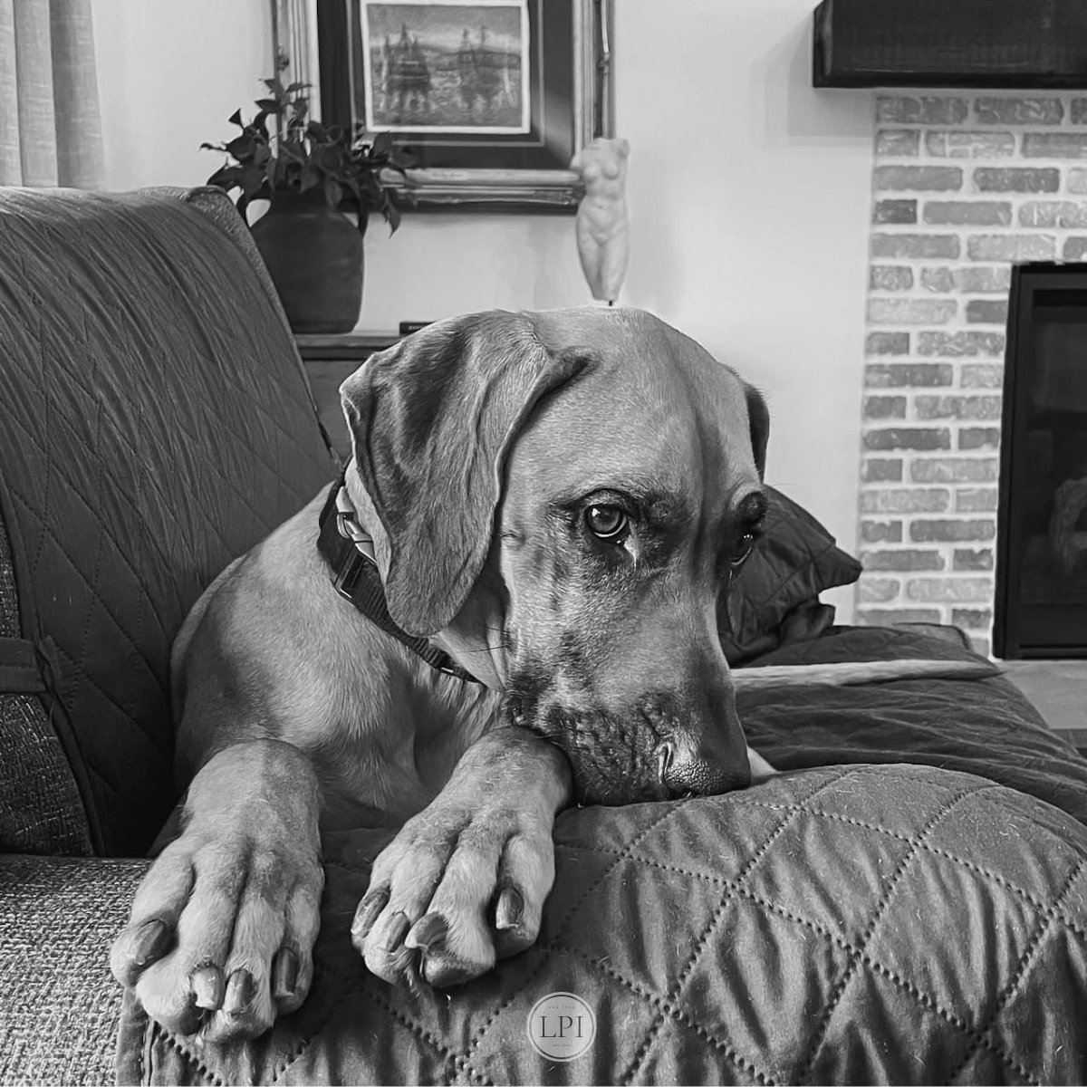 Pulling guard dog duty is hard, especially when there are so many soft spaces to relax.
.
.
.
.
.
.
.
.
.
#LuckyPearlInteriors #lpihomestead #family #Rhodesianridgeback