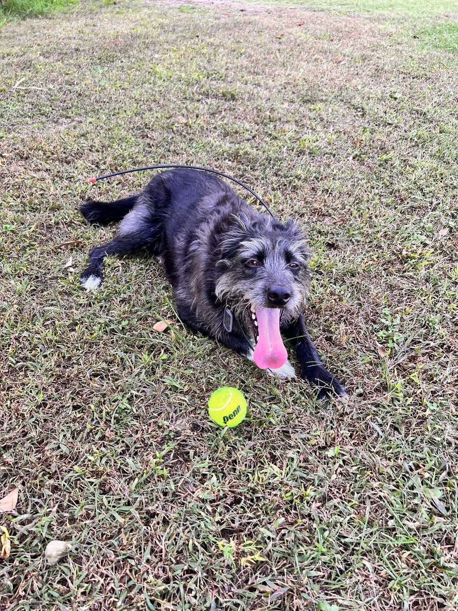 RVA4n6's tweet photo. My one and only Sully (and his ball) 🐕 🐶
#dfirdog #dfir #puppylove #mansbestfriend https://t.co/fWwg1ZH7TZ