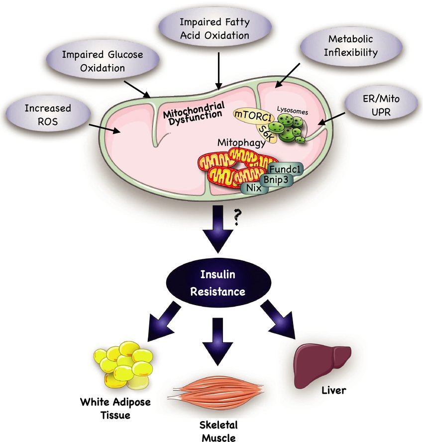 All you need to know about INSULIN RESISTANCE in one single thread ...