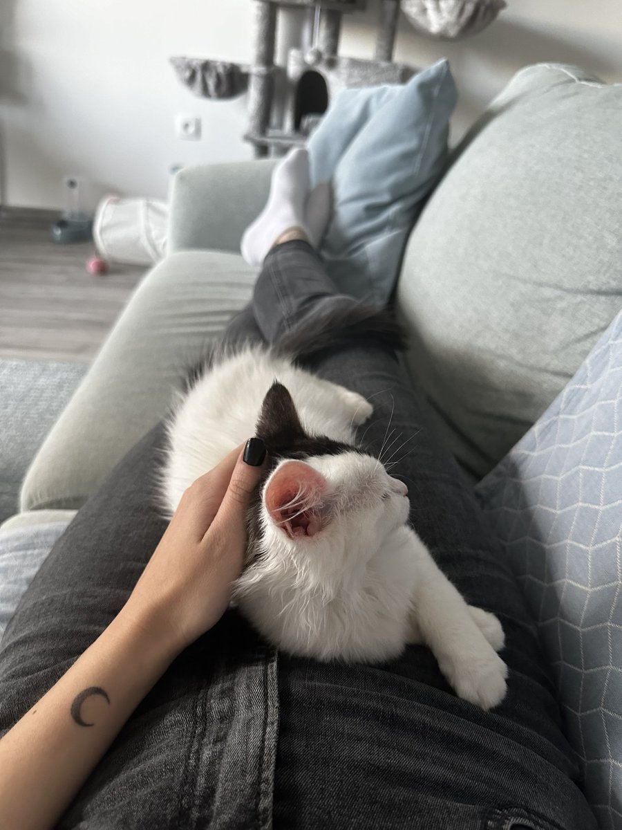 darkmexa_'s tweet photo. Oziris est enfin à la maison ♥️ https://t.co/M77eym6fzm
